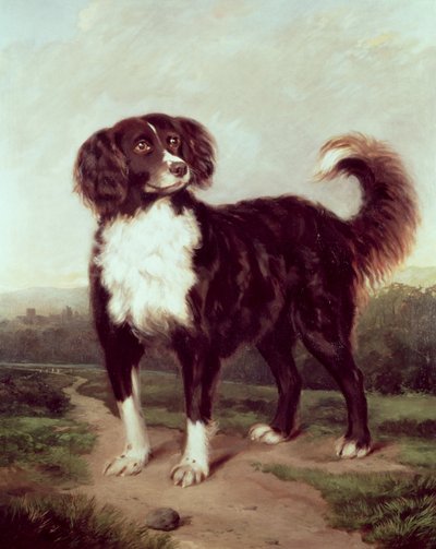 Spaniel von J.W. Morris